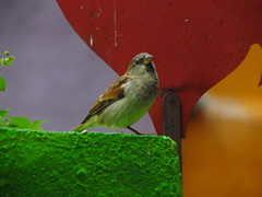 Passer domesticus
