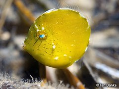 Pigmy Leatherjacket photo 4
