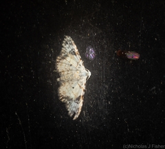 Araeopteron epiphracta