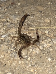 Serradigitus wupatkiensis