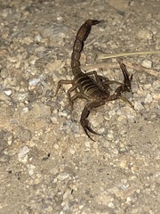 Serradigitus wupatkiensis