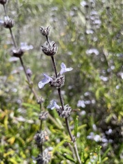 Salvia brandegeei
