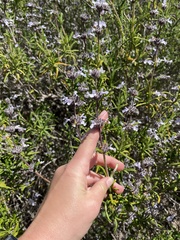 Salvia brandegeei
