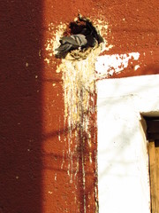 Columba livia domestica