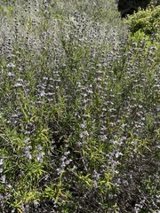 Salvia brandegeei