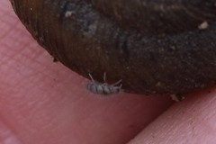 Entomobrya atrocincta