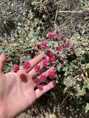 Eriogonum grande rubescens