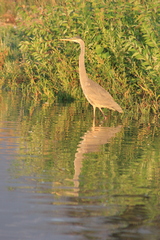 Ardea herodias