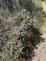Eriogonum grande rubescens