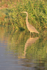 Ardea herodias