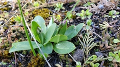 Primula pauciflora pauciflora