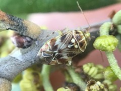 Tropidosteptes quercicola
