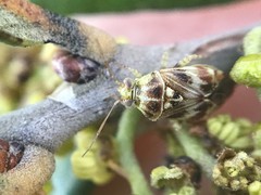 Tropidosteptes quercicola