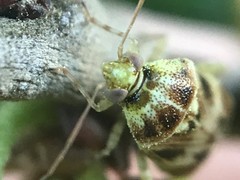 Tropidosteptes quercicola