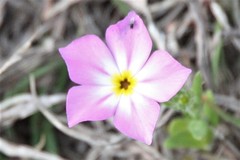 Phlox roemeriana