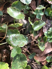 Puccinia hydrocotyles