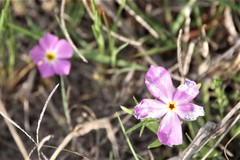 Phlox roemeriana