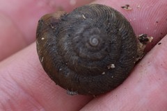 Entomobrya atrocincta