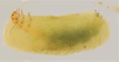 Hydroptila cruciata