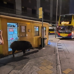 Sus scrofa moupinensis