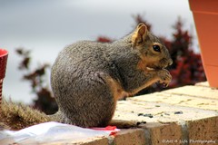 Sciurus niger