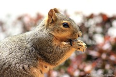 Sciurus niger