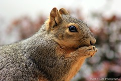 Sciurus niger