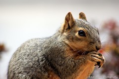 Sciurus niger