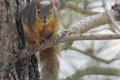 Sciurus niger