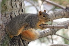 Sciurus niger