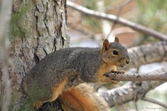 Sciurus niger