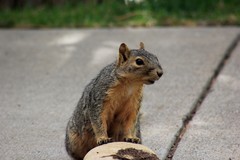 Sciurus niger
