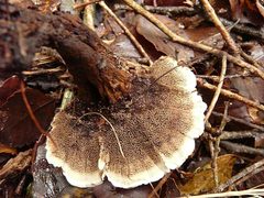 Phellodon nothofagi