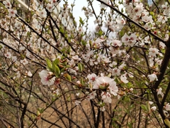 Prunus persica