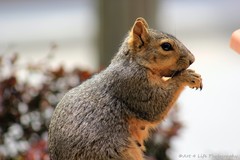 Sciurus niger