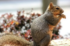 Sciurus niger