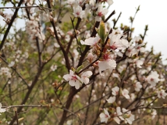 Prunus persica