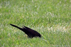 Quiscalus quiscula