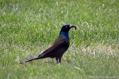 Quiscalus quiscula