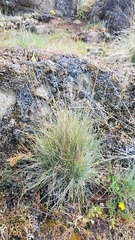 Festuca roemeri