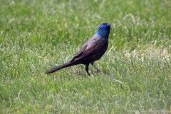 Quiscalus quiscula