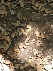 Thamnophis sumichrasti