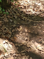 Thamnophis sumichrasti