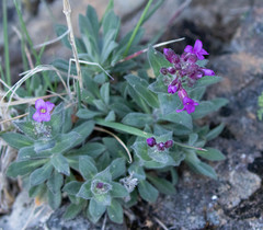 Boechera breweri breweri