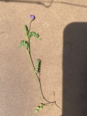 Astragalus nuttallianus