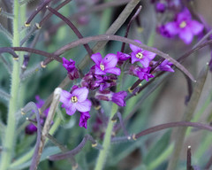 Boechera breweri breweri