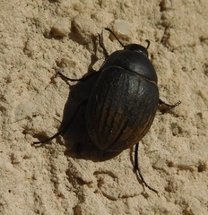 Eusattus convexus