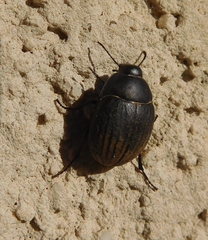 Eusattus convexus