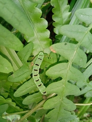 Callopistria repleta