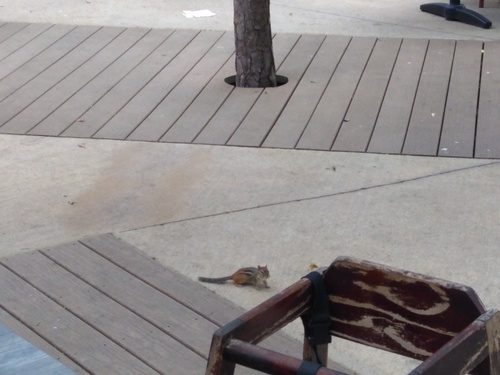 Eastern Chipmunk photographed in Missouri